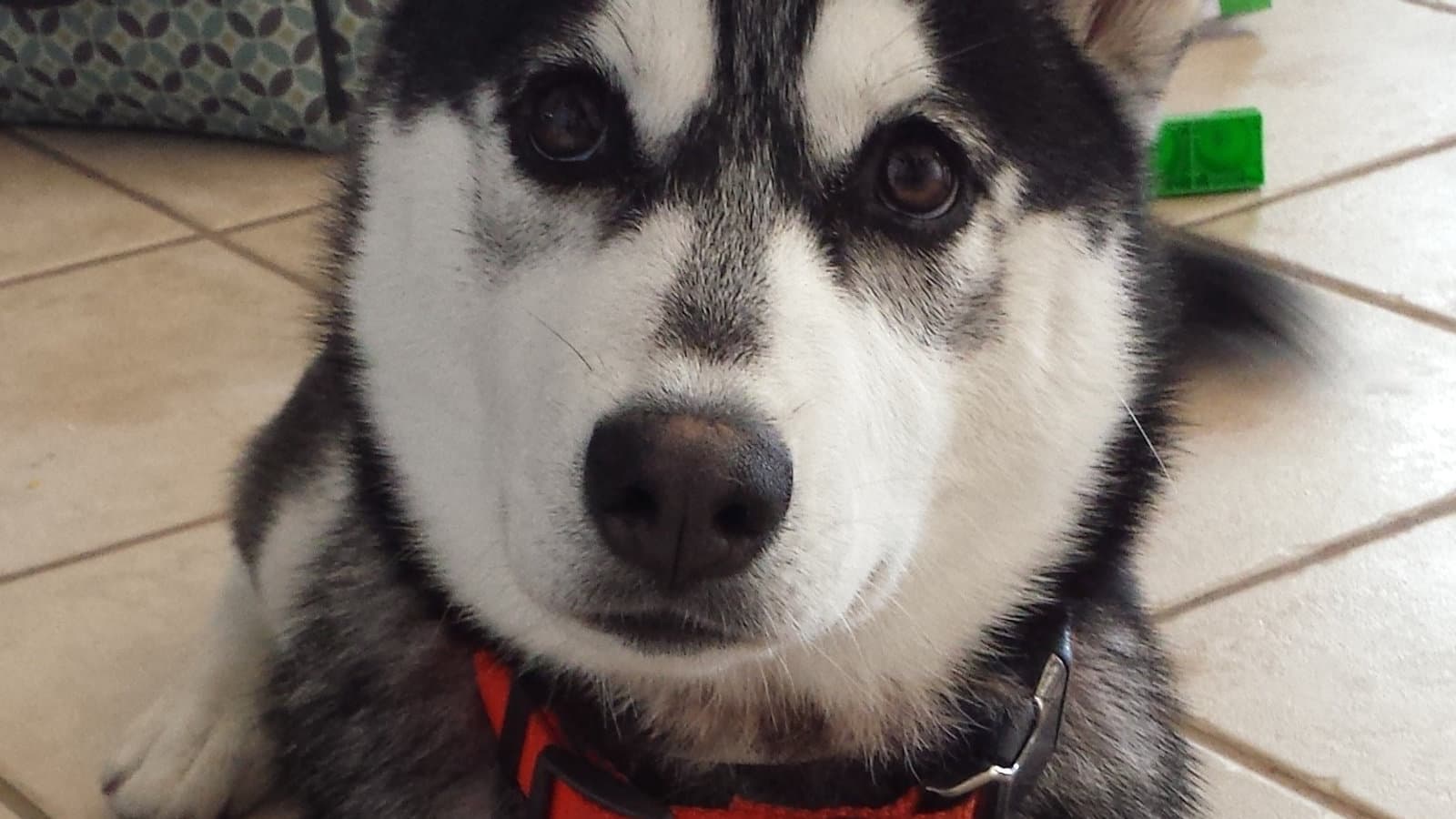 Dog relaxing during a boarding stay