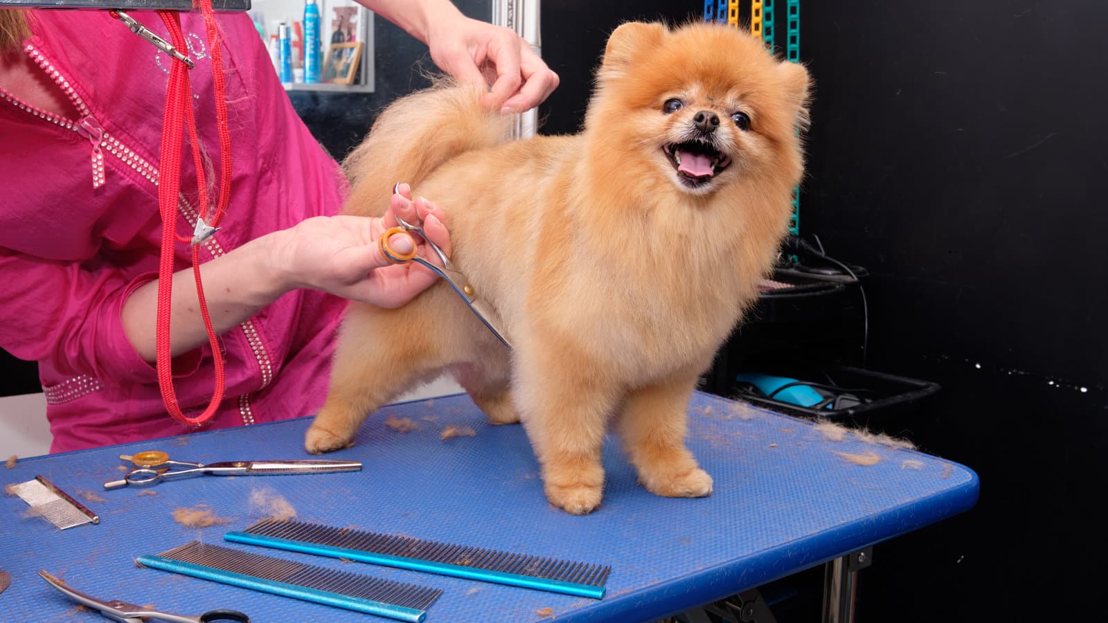 Groomer trimming a dog's coat