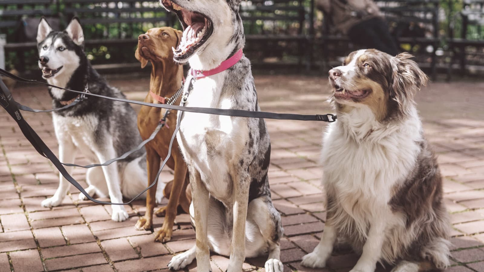 Dogs practicing training on leash outdoors