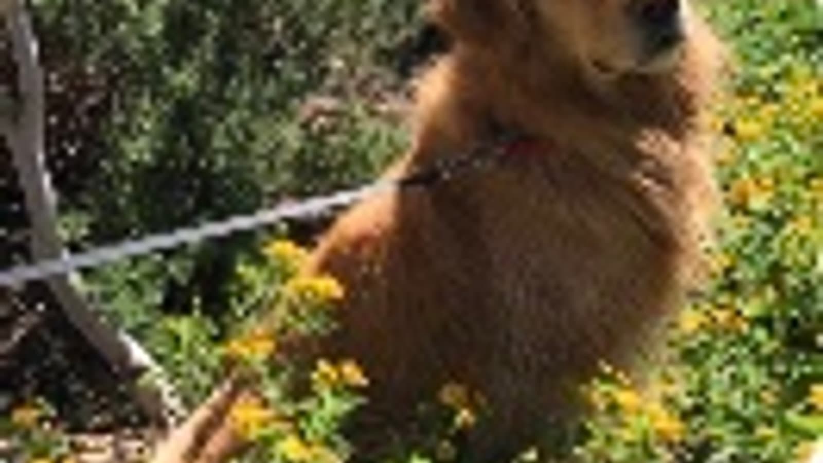 Dog on a leash outdoors